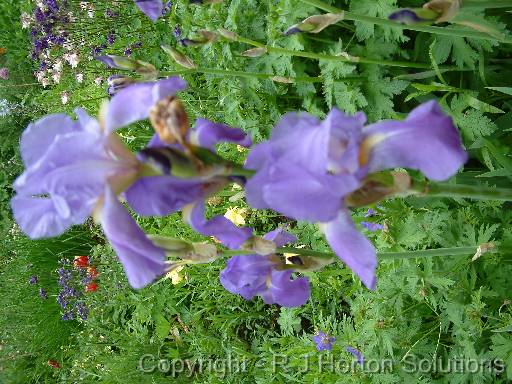 Iris Blue 1 